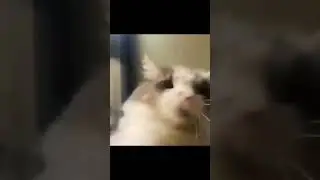 😁😁Funniest Cats and Dogs Video 🐕🐈‍⬛😿 #funny #dogs #cats #trending