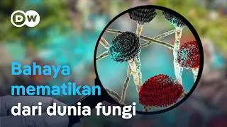 Infeksi fungi invasif: Ancaman membahayakan bagi manusia akibat pertanian intensif | DW Dokumenter