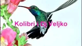Kolibri - Ana voli Milovana (Dj Veljko RMX).avi