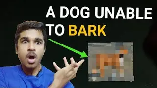 A Type Of Dog That Cannot Bark😳