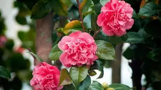 Camellias and Their Care (Everything You Need to Know) - Bricomanía - @Jardinatis