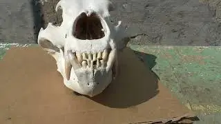 Череп медведя, часть - 2. лето 2023 г.