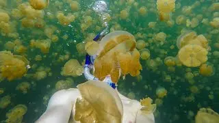 Diving in Jellyfish Lake, Palau