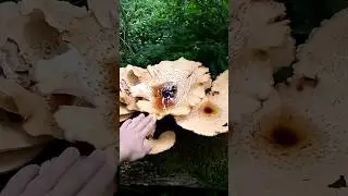 🔥СЕЗОН ГРИБОВ ОТКРЫТ!!! 🤪#лес #грибы #поход #путешествия