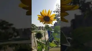 sunflower beauty #sun #sunflower #cute #nature #naturelovers #naturephotography #naturesounds