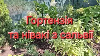 Новий сорт гортензіїї на міксбордері та нівакі з сальвії. #дачнийагроном #гортензії #нівакі