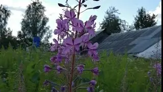 Сбор Иван чая заготовка и приготовление