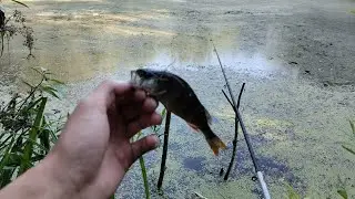 Рибалка на живця|Окунь на удочку #рибалка #fishing #окунь #умань