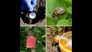 Budget - friendly Hacks to Reduce Garden Pests and Parasites! ❌ 