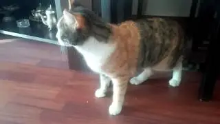 Kizginligi gelen dişi kedi sesi miyavlama