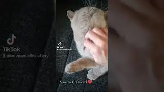 British shorthair lilac girl, Nanami Di Dworek ♥️