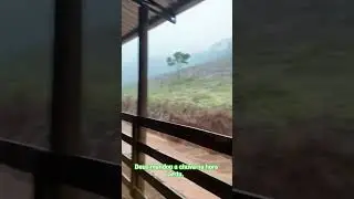 Deus mandou a chuva na hora certa _ os animais agradecem e nós também