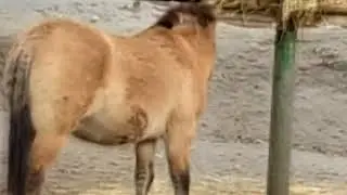 Лошади Зоопарк