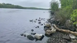 Adorable Canadian Geese