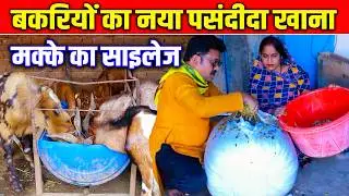 बकरियों का खिलाया मक्के का साइलेज।।Goats fed corn sailage। #omprakashausar