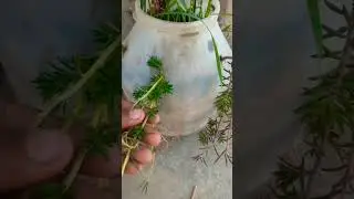 gardening ideas subscribe & check is my Long videos.Thanks,😃🥰