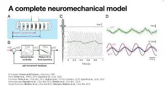Noah Cowan | Toward a Control Theory for Active Sensing