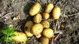 Картофель Галла