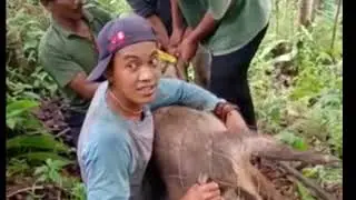 berburu babi hutan