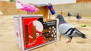 How To Make Pigeon Catching Trap Using Cardboard Boxe | Birds Trap Ideas | ​⁠