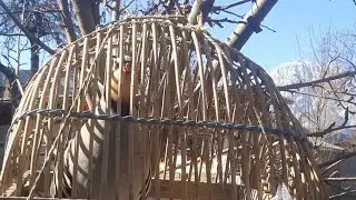 Кабки шикори Кабки маст Кабки Ворух 2023 Тамошо кун....