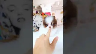 Perfect choco parti #puppy #cutepuppy #teacuppom  color Pomeranian😍❤️‍🔥❤️‍🔥❤️‍🔥