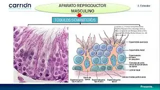 APARATO REPRODUCTOR MASCULINO Y FEMENINO