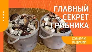 Собираю грибы ведрами! Рассказываю в чем хитрость