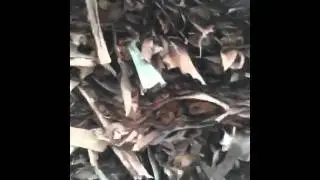 Ministry of Mushrooms: Volvariella Volvacea ( Paddy Straw M