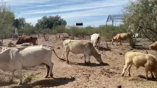 El desierto de Sonora se distingue por este cactus en el mundo y le da presencia todos los días a