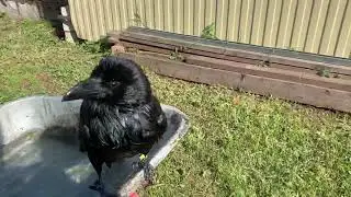 Водоплавающий ворон, Флоки🤗