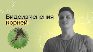 Видоизменение корней. ЕГЭ БИОЛОГИЯ