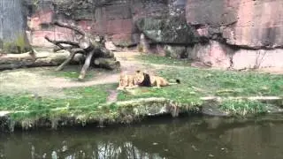 Зоопарк в Нюрнберге