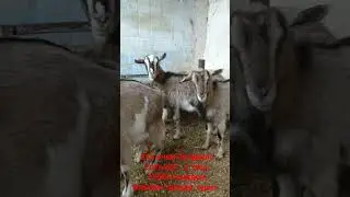 Срочно сатылат 😱