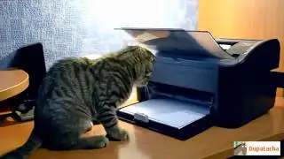 Лучшие Приколы с Кошками   Январь 2014