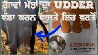 ਗਾਵਾਂ ਮੱਝਾਂ ਦਾ Udder ਵੱਡਾ ਕਰਨ ਵਾਸਤੇ ਇਹ ਵਰਤੋਂ             How to Increase Udder and Milk of Buffaloes