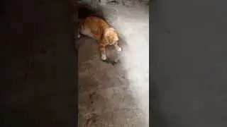 Васька охотник