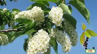 НЕЖНАЯ  Ч Е Р Е М У Х А