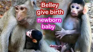 Papa Song happy Female monkey Belley give birth new baby in poor group, baby Look cute healthy