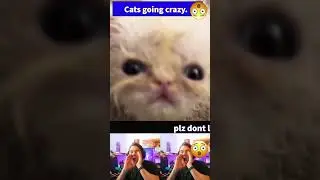 cats TELLING YOU what they want ... #pets #funnyanimals #cute