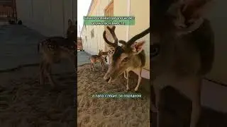 В липецком зоопарке полно малышей 