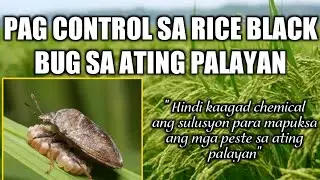 PAANO ANG PAG CONTROL SA RICE BLACK BUG SA ATING PALAYAN