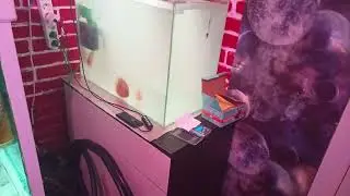 лечение дискусов от гексаметоза