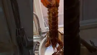 LOBSTER  TRIES TO GET MY FINGERS  😲🦞#lobster #seafood #shortsfeed #trending #shorts