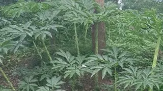 Porang Super Dari Klangon, Saradan, Madiun