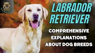 Get to know Labrador Retriever breed dogs better in four minutes !