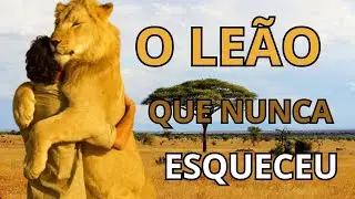 O Leão Que Nunca Esqueceu  A História Real Que Fez o Mundo Chorar