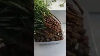 Розмарин! Укореняем черенки, увеличиваем площадь посадки.