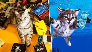 cat album covers tier list