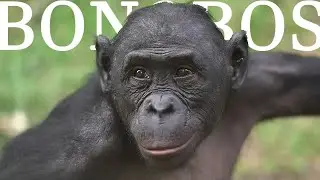 Bonobos - Lovers not Fighters